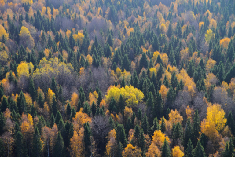 Russian Nature