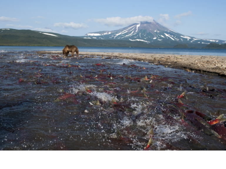 Russian Nature