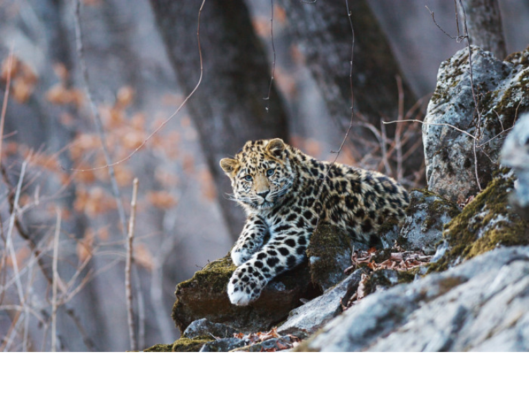 Russian Nature