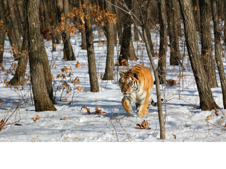 Russian Nature